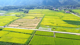 机收率达到95％！双牌早稻收割“铁牛”很忙