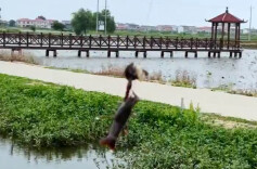 社长带你看食材|“钓虾能手”与鹤龙湖小龙虾的一场邂逅