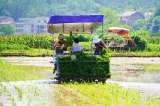 撂荒地“活”了 “沉睡”的田野唱欢歌
