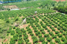 江华桥市乡猴山村：黄金奈李线上热销