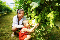 湖南新邵：葡萄产业“串”起致富梦