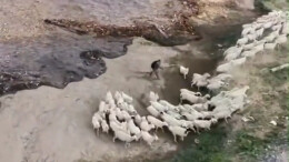 大爷为救羊群险被大水冲走 水流中狗狗拼命拽住主人