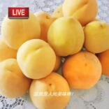 “颜值”与“实力”并存，益阳桃江的黄桃供销两旺