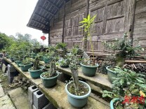 “金弹子”成了“摇钱树” ——吉首市栗溪村“小盆景”做成富产业纪实