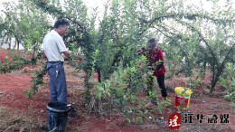 江华：蜂蜜李熟甜如蜜