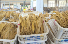 江华：烤烟开秤迎丰收 烟叶变成“黄金叶”