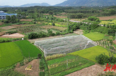 江华：唐守家和他的无花果