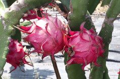 火龙果喜获丰收  致富路上“红红火火”