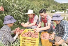 炎陵黄桃有“三吃”