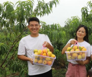 湖南新宁：瑶乡红心黄桃“香气四溢”