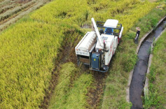 江华码市镇：千亩“象牙香珍”水稻喜获丰收