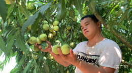 江永：“桃经济”为山村注入“绿色动力”