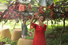 江华：红心猕猴桃游客采摘