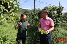 毛运鸿：充分发挥湖南通道中草药科技小院作用 助力全县中药材产业高质量可持续发展