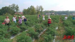 岳阳经开区：高效审批服务助力辣椒产业提质增效