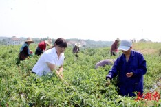 岳阳经开区：种下小辣椒 收获“红日子”