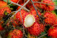 总收入破十亿元！海南这地儿一“夏”爆火