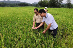临湘五里牌街道：农技服务入田间 指导病虫害防治
