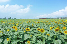 江南镇：朵朵葵花向阳开 美丽花海引客来