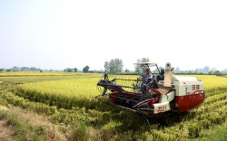 水稻生“二胎” 湖南再生稻成农民增收“金稻穗”