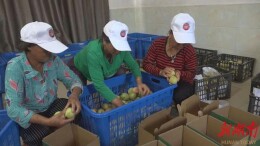 安仁“甜蜜经济”助力乡村振兴