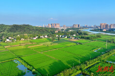 万庾镇：湘北粮仓话振兴诗篇 沃野兴业绘发展新景
