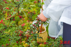 椒香正浓，湘楚川餐饮人“寻味花椒”美食文化之旅圆满结束