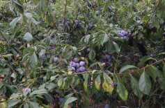 江华：脆红李喜获丰收