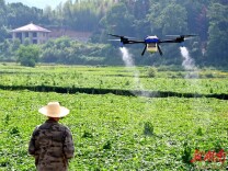 吊瓜管护保丰产