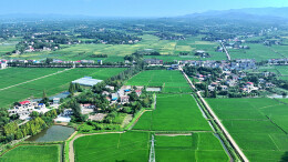 三封寺镇：芥菜绘丰景 农旅谱新篇