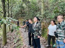 毛运鸿到双江镇开展巡林工作