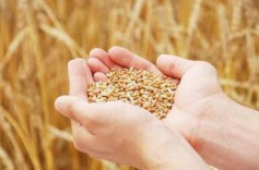 《粮食质量安全监管办法》政策解读