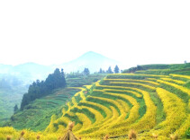 湖南新邵：“稻梦空间”遍地金