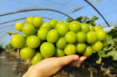 修梅镇赵家巷村：甜蜜丰收又一年