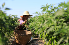 新安镇：绿蔬满园好“丰”景  党建引领促振兴