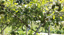 我们丰收了丨双牌：百香果、八月瓜丰收 “甜蜜经济”促振兴