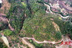 独坡镇：林下经济助力乡村振兴，优势资源让老百姓袋子“鼓”起来