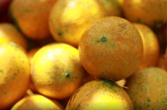 江华码市镇邬陂村：瓜蒌喜丰收 结出“增收果” 营商强优化