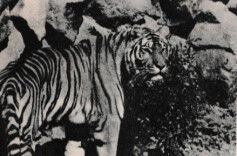 鲜为人知的湘西“剿虎”