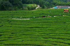 聚智汇力把脉乡村发展 探究文旅融合赋能乡村振兴新路径