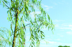 乡土依恋与赤子情怀