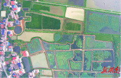 荷里乔江虾影重