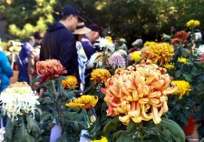 不想人从众？这4家市属公园可“舒适”游园