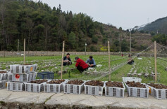 溆浦县水东镇监督护航村级集体经济发展