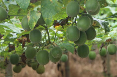 湖南新邵风高村：罗汉果种出乡村振兴好“钱”景