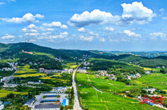 莲花镇：谷穗丰收粒粒香 文旅蹄疾步步稳