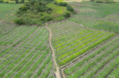 江华：菜稻轮作  让“闲田”变“钱田”  优化农业生产营商环境