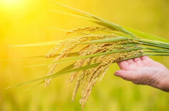 湖南：扛稳粮食安全政治责任　全面推进乡村振兴