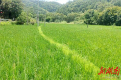 万佛山镇：守护好每一寸耕地