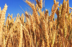 湖南：扛稳粮食安全政治责任　全面推进乡村振兴